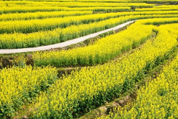 欧家梯田油菜花什么时候开