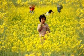 歐家梯田油菜花什么時候開