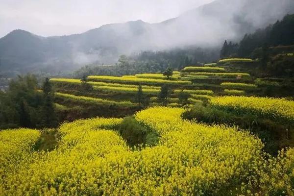 欧家梯田油菜花什么时候开