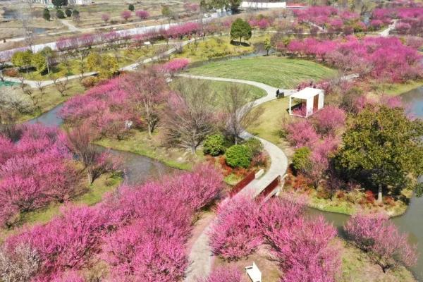 上海花开海上生态园梅花什么时候开花