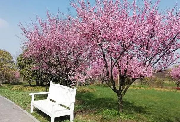 上海花開海上生態園梅花什么時候開花