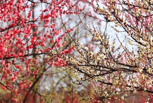 辰山植物園梅花開放時間