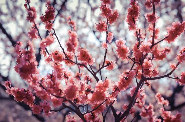 辰山植物园梅花开放时间