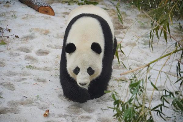 武漢動物園需要預約門票嗎