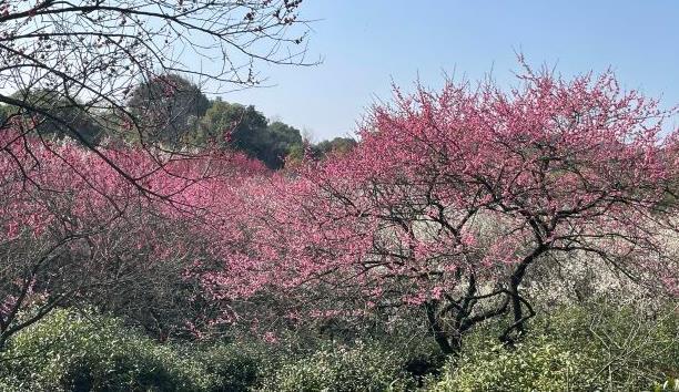 2024杭州超山风景区门票多少钱 杭州超山风景区怎么样