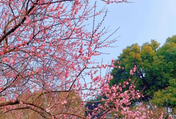 杭州賞梅好去處 賞梅有哪些地方