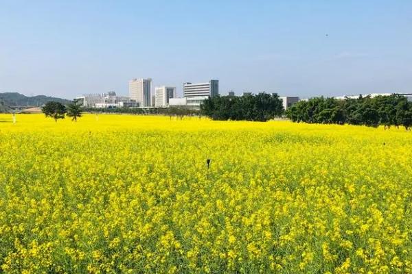 深圳春季賞花有哪些地方