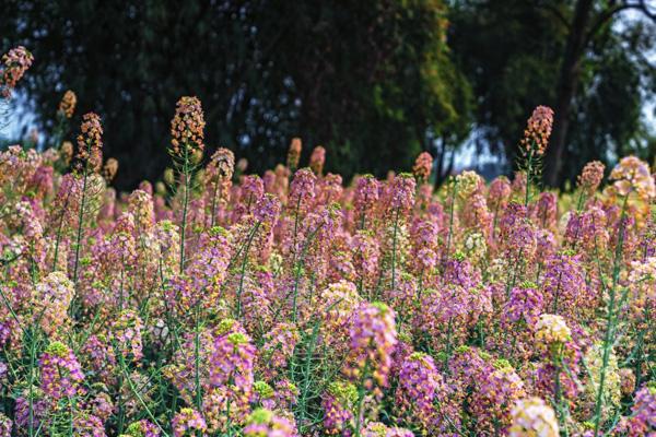 天府農業博覽園油菜花最佳觀賞時間