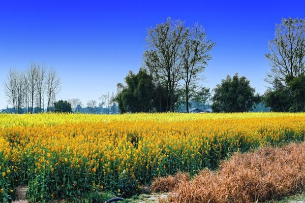 天府農業博覽園油菜花最佳觀賞時間