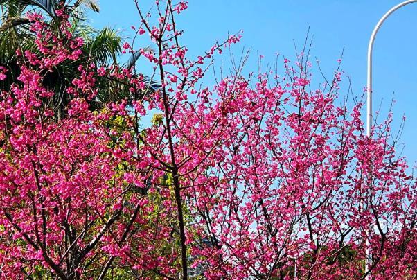 福州春季賞花地點有哪些