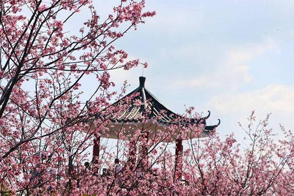 深圳小三洲田樱花花期几月