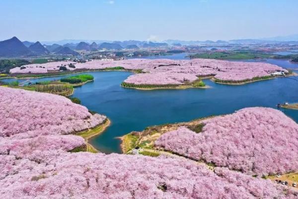 贵州平坝樱花2024开放时间 平坝樱花在哪里
