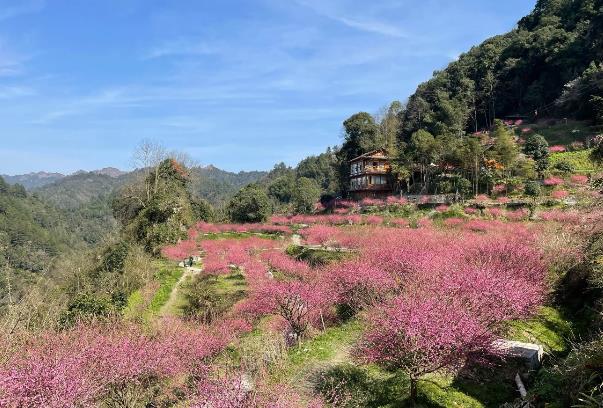 湖南赏梅花的地方有哪些