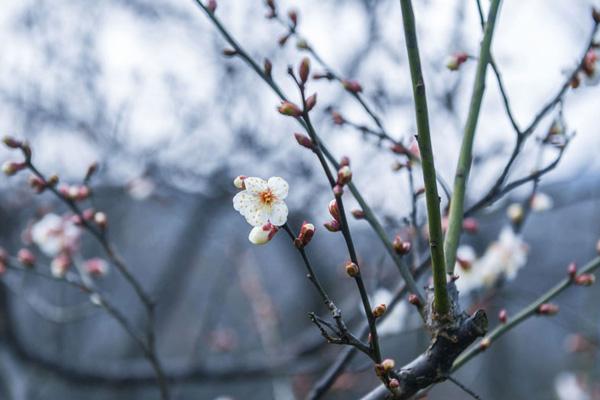 超山梅花節2024門票多少錢