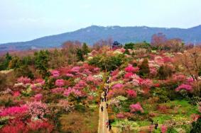 南京梅花山什么時(shí)候去比較好