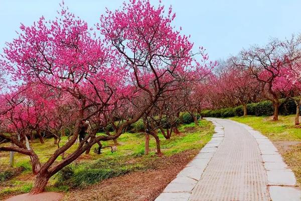 南京梅花山什么时候去比较好