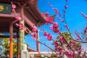 南京梅花山門票多少錢一張