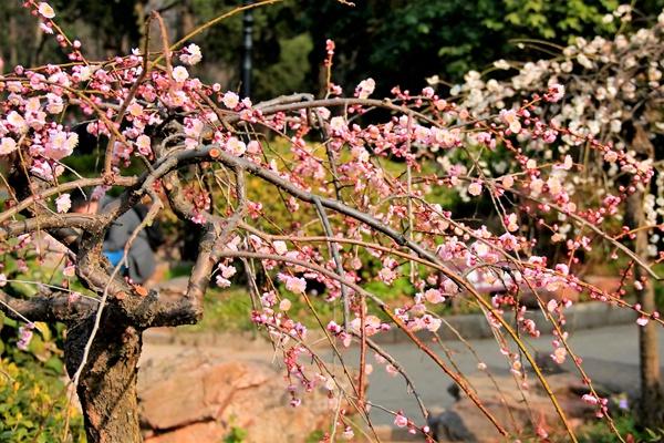 南京梅花山門票多少錢一張