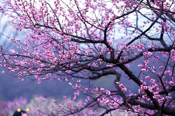 南京梅花山門票多少錢一張