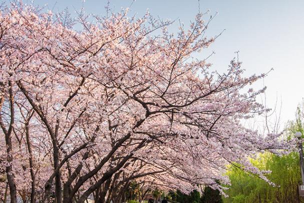 武汉樱花2024年几月开花