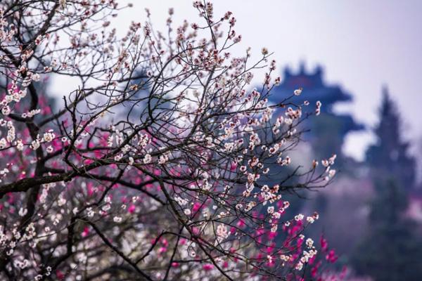 南京哪里有看梅花的地方