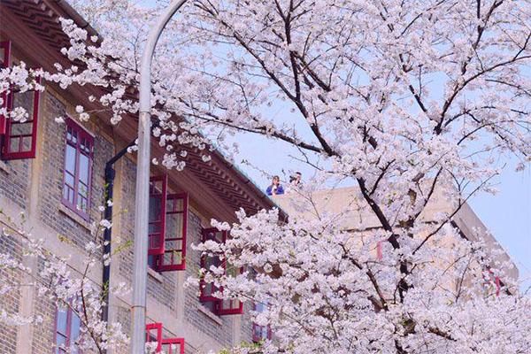 武汉大学樱花几月份开放 附最佳观赏时间