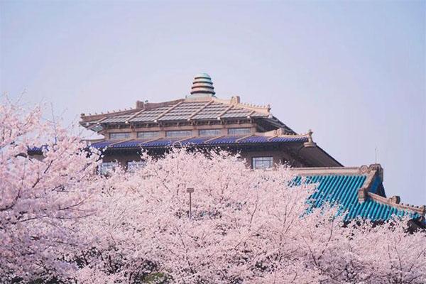 武汉大学樱花几月份开放 附最佳观赏时间