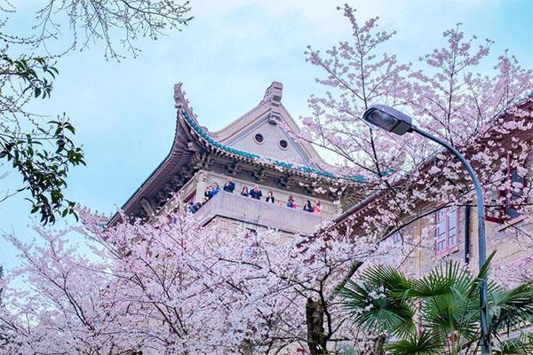 武汉大学樱花是日本人种的吗