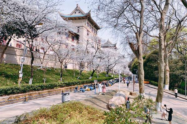 武汉大学樱花在哪一个校区