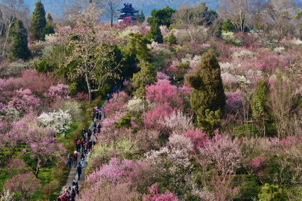 南京梅花节2024是什么时候开始举行