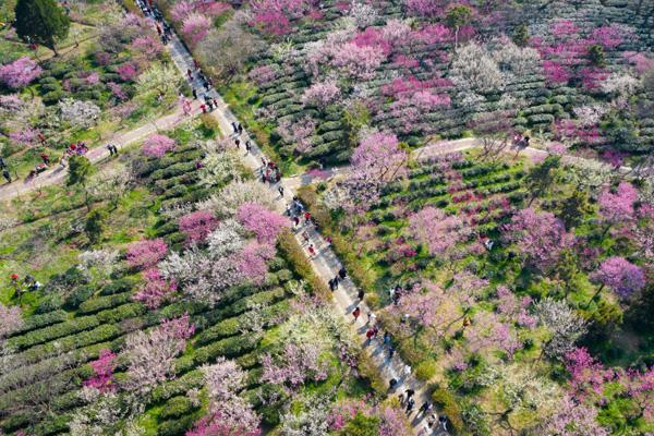 2024南京梅花节门票价格及优惠政策