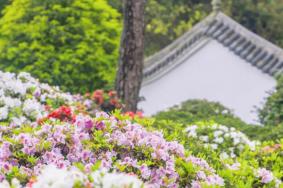 重慶南山植物園櫻花什么時候開