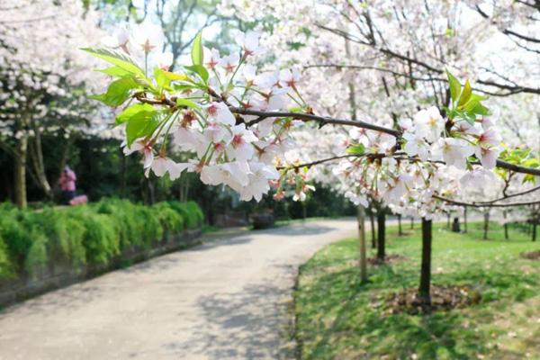 重庆南山植物园樱花什么时候开