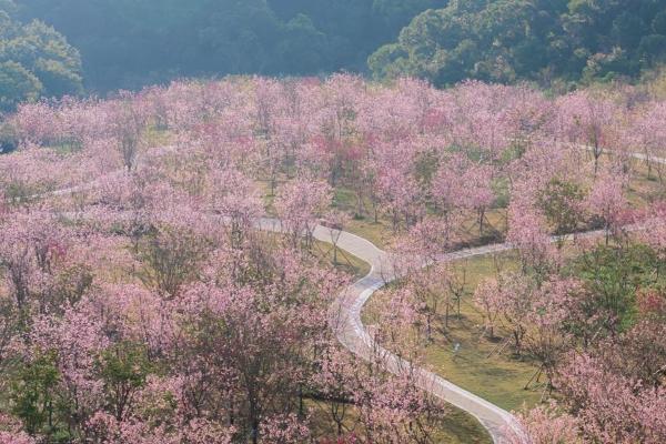 2024深圳三洲田樱花开了吗