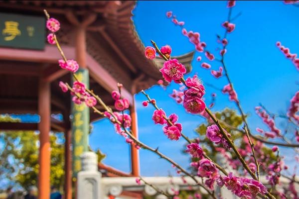 南京梅花山几月份去合适