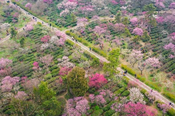 南京梅花山幾月份去合適