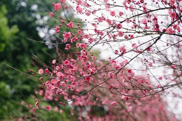 重庆看梅花的地方有哪些