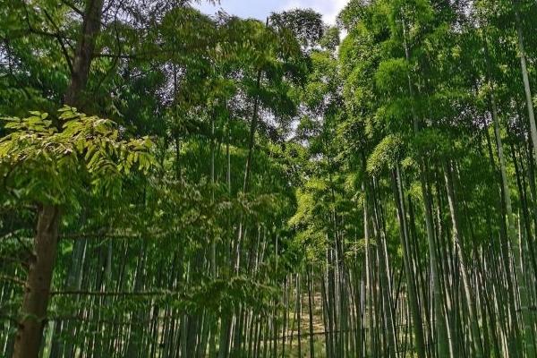 東明山森林公園現(xiàn)在開放嗎