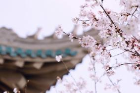 武汉赏樱花免费景点有哪些
