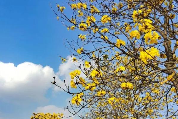 南寧黃花風鈴木哪個公園有開放