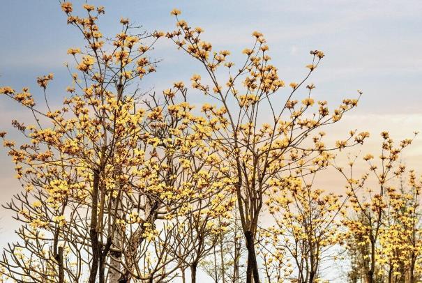 南寧黃花風鈴木哪個公園有開放