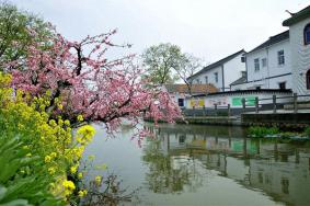 浙北桃花岛要门票吗