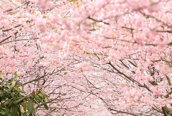 重庆哪里看樱花免费