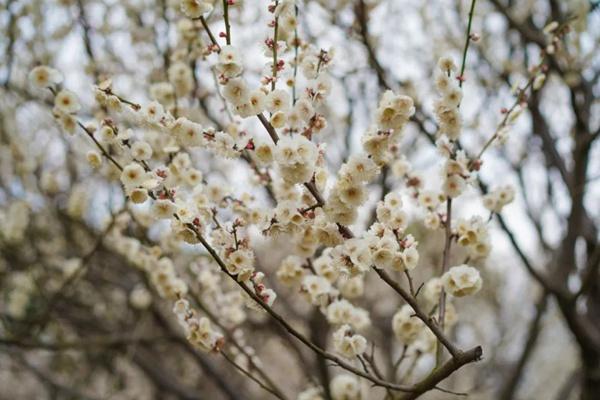 光福香雪海门票多少钱一张