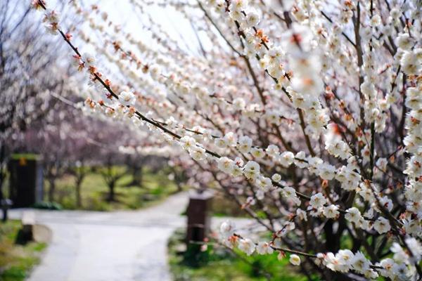 去光福香雪海坐幾路公交車