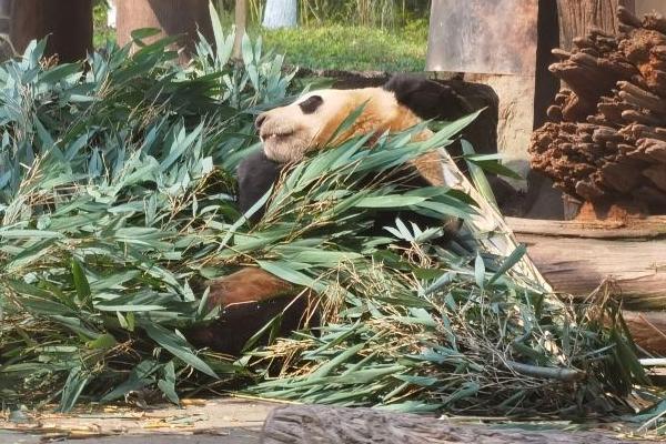 都江堰中華大熊貓苑和熊貓谷是一個地方嗎