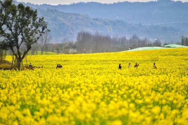 重慶廣陽島油菜花花期持續多久啊