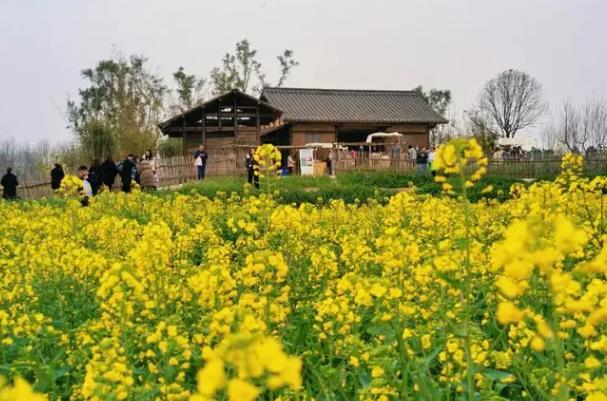 重慶廣陽島油菜花花期持續(xù)多久啊