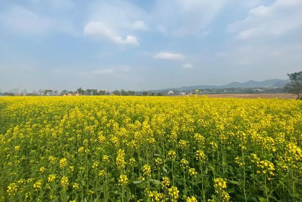 重慶廣陽島油菜花花期持續多久啊