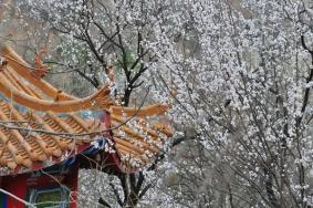 郑州周边看杏花的地方有哪些